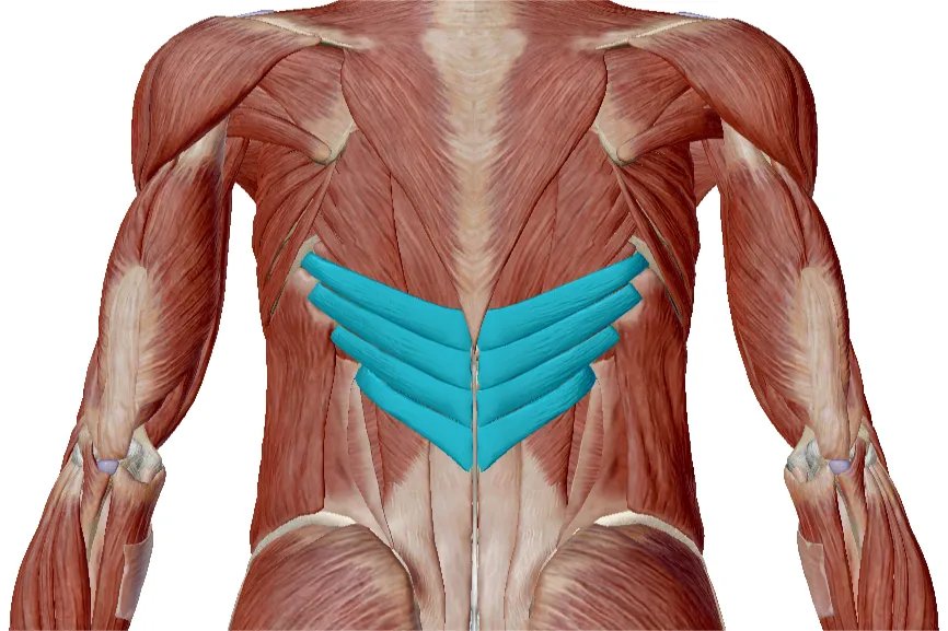 腰结构图位置图