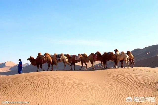 内蒙发展什么行业