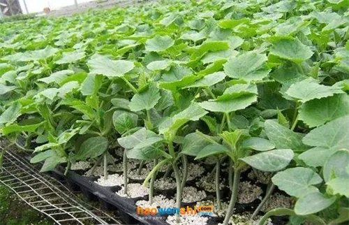 嫁接黄瓜苗产量好,嫁接黄瓜苗要怎么做?