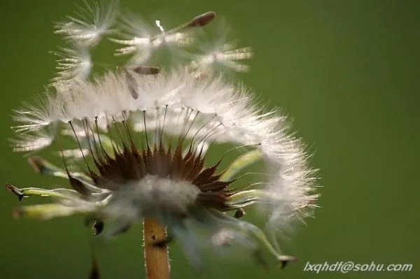 种子旅行的方法有哪些？