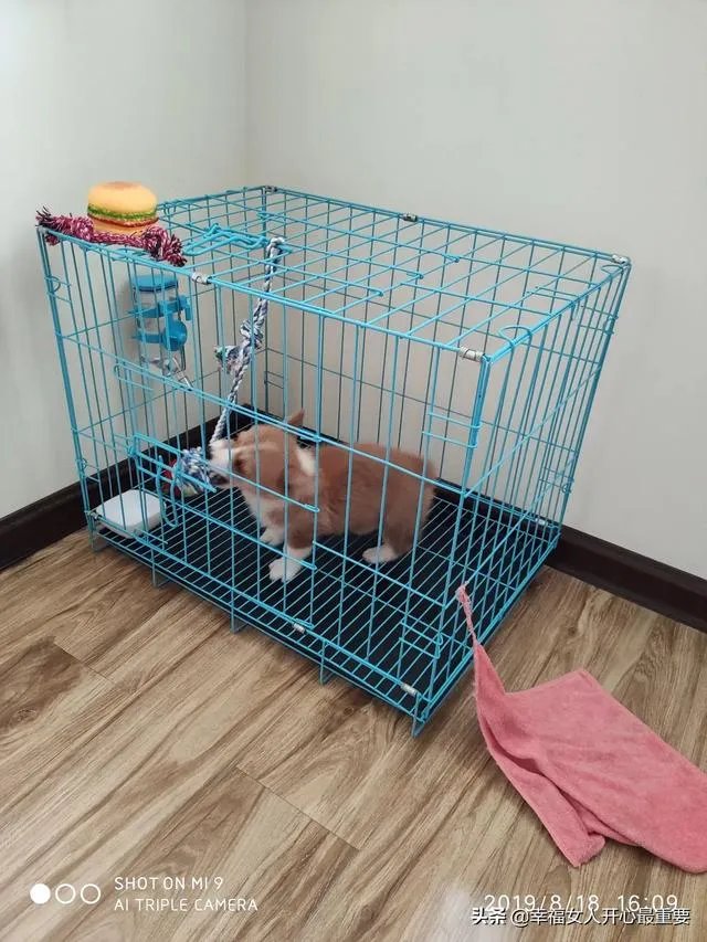 养一只柯基一年大概要多少钱？