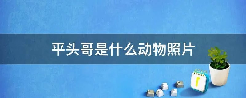 平头哥是什么动物照片