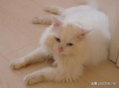 猫为什么会打呼噜?