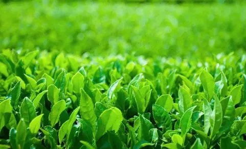 福建名茶有哪些品牌