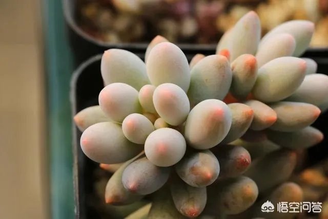 不同的多肉植物，在度夏时，有什么区别吗？