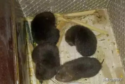 疫情后，竹鼠养殖前景会如何？