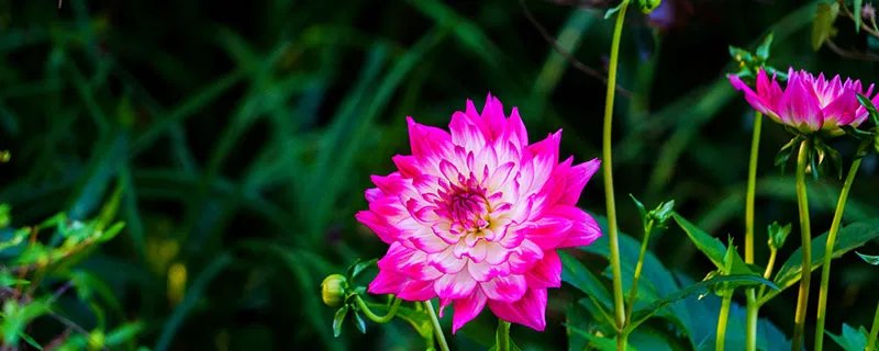 大丽花怎么修剪 大丽花的修剪方法