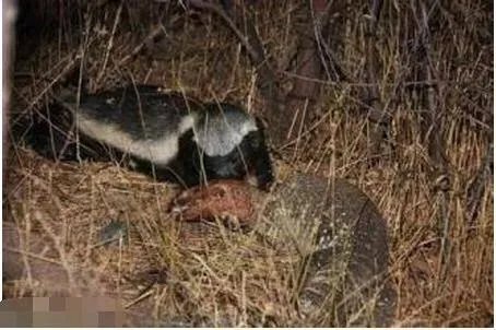 平头哥蜜獾到底有多强大？