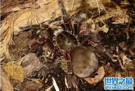 蜢蜘是蜘蛛界的大长腿，张开爪子有38厘米 