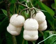 人参果是什么样子的图片