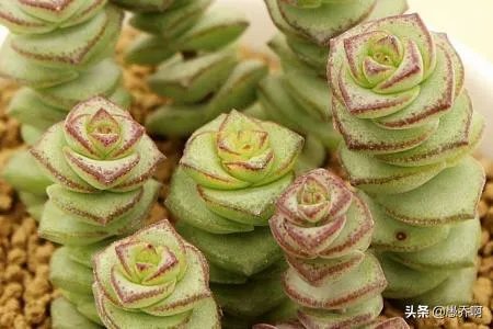 钱串子花长的不好怎么办？