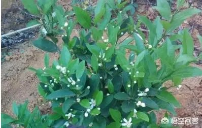 如何给柑橘苗除花？