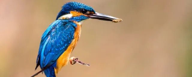 翠鸟的故事 有关翠鸟的故事