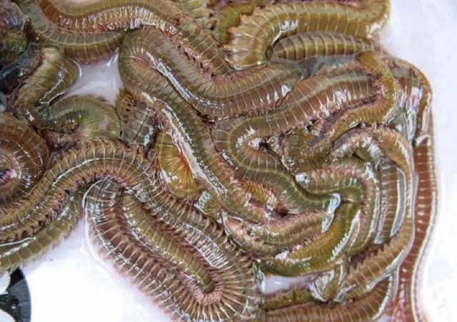 海中钓鱼用什么饵？