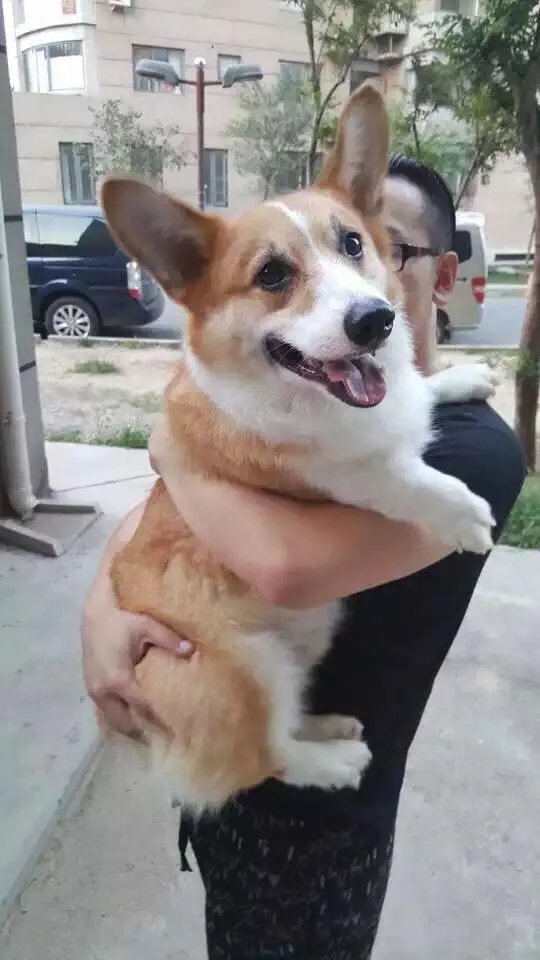 柯基5个月一天能跑多少公里