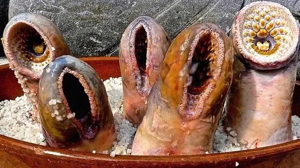 八目鳗鱼简介图片 八目鳗鱼能吃吗怎么吃