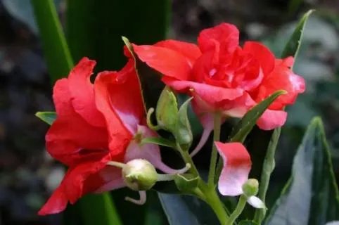 指甲花的学名叫什么 指甲花的学名百度百科