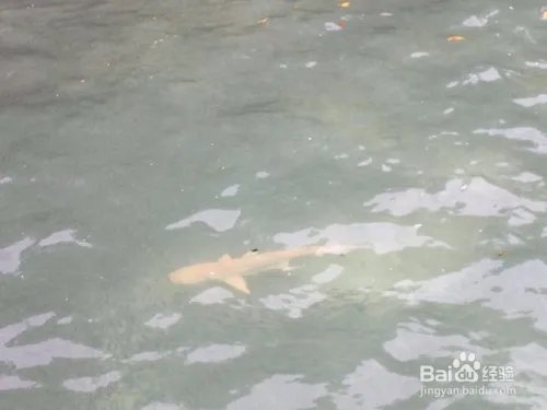 马尔代夫k岛攻略