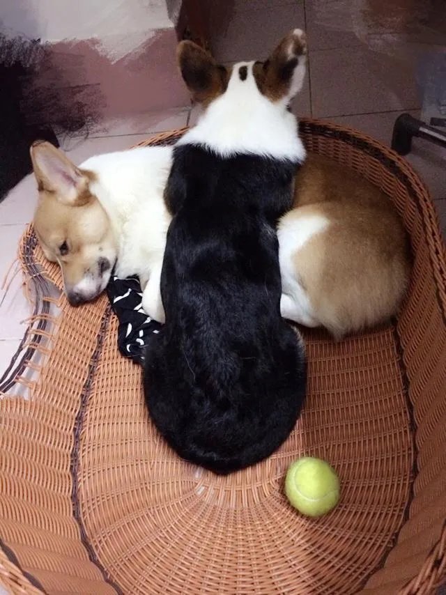 柯基5个月一天能跑多少公里