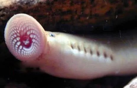 八目鳗鱼简介图片 八目鳗鱼能吃吗怎么吃