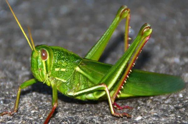 世界十大最强虫子