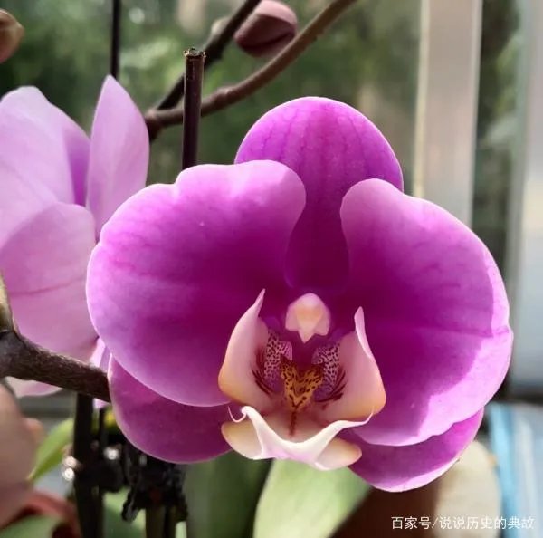 蝴蝶兰花期多长时间？什么温度适合？