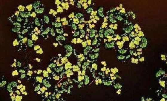 世界上最小的花,无根萍开出的花仅针眼大