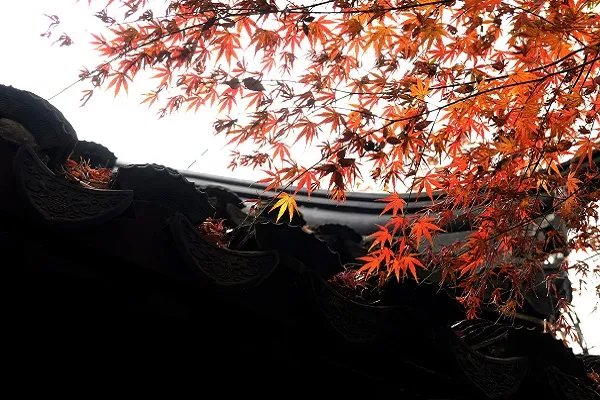 停车坐爱枫林晚的坐是什么 停车坐爱枫林晚的坐是什么意思