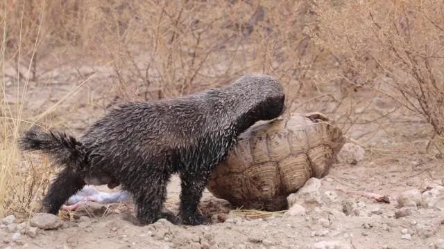 平头哥蜜獾到底有多强大？