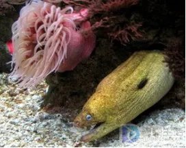 电鳗鱼为什么有电