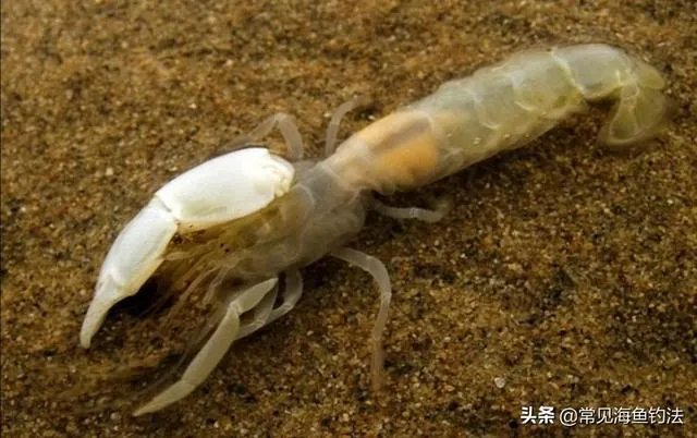 海中钓鱼用什么饵？