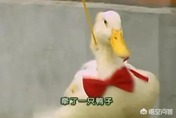 杜飞，为何是千万女人的理想老公​？