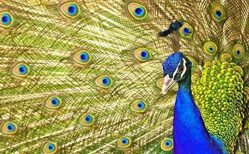 孔雀开屏歇后语