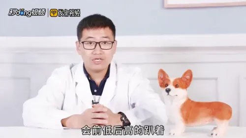 微笑狗为什么吓人