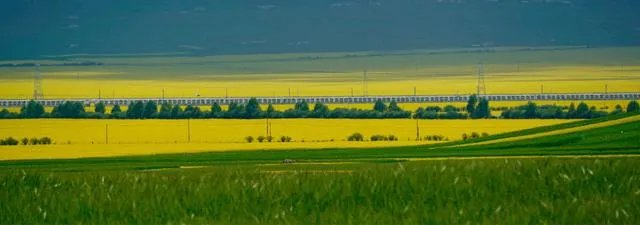 青海门源你去过吗？