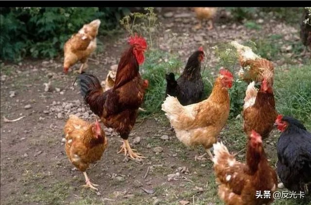 我想回家养鸡,但找不到销路怎么办?