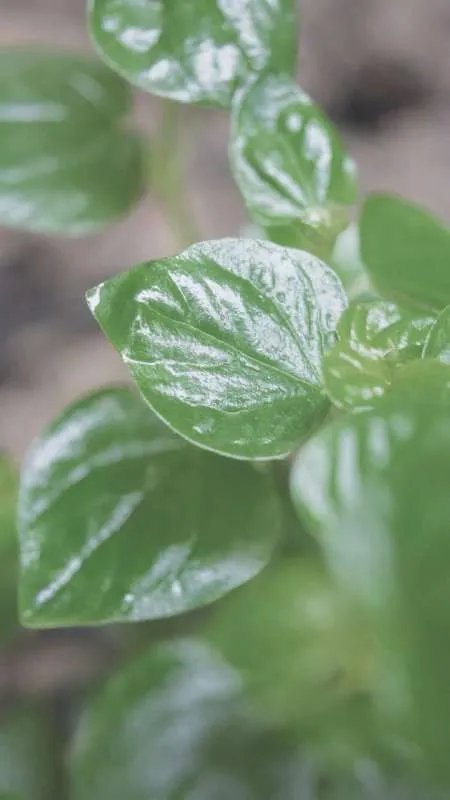 有哪些简洁的绿色护眼电脑桌面壁纸？