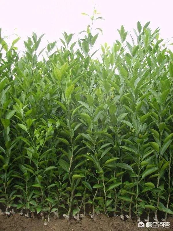 如何给柑橘苗除花？