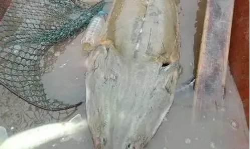 甘肃上千万斤鲟鱼流入四川，有关部门采取了哪些捕捞措施?