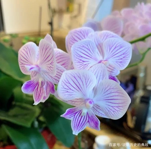 蝴蝶兰花期多长时间？什么温度适合？