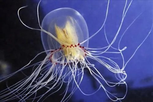 人类只有3万天寿命，灯塔水母为什么能永生？