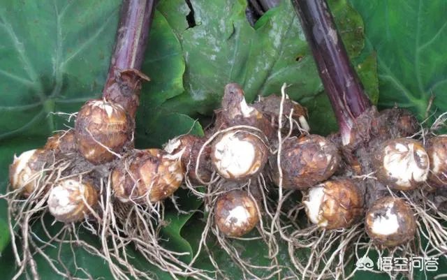 你记忆中的“龙岩味道”是什么？