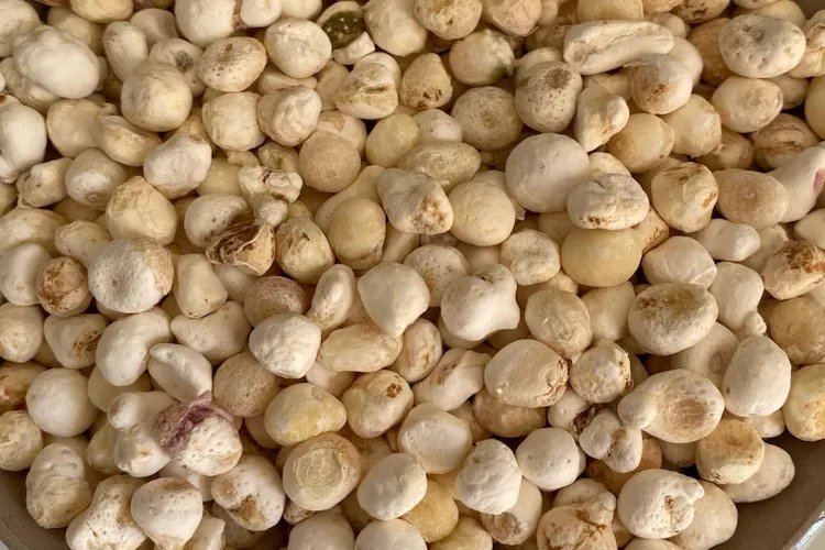 中药半夏图片大全