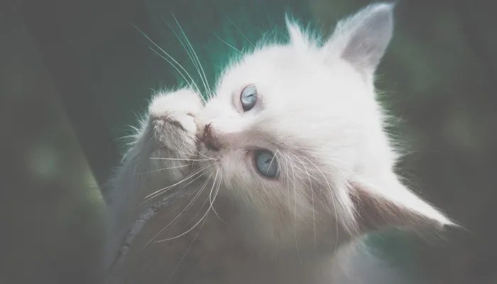 土耳其安哥拉猫是否粘人 土耳其梵猫是长毛猫吗