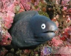 电鳗鱼为什么有电