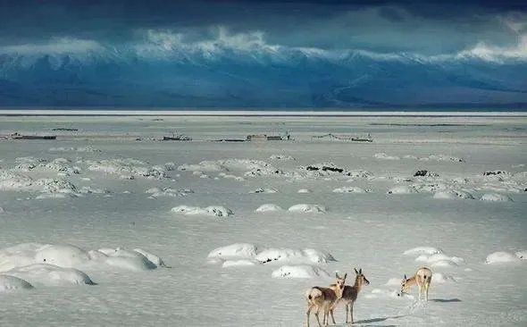 可可西里失联95后小伙已确认遇难，今年已两起会封区吗？