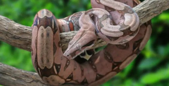 女人做梦梦见大蟒蛇什么意思 女人梦到大蟒蛇什么征兆