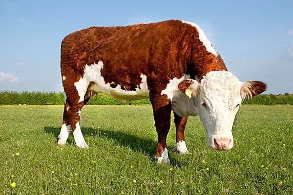 在印度牛被视为圣物不可以吃牛肉，最后牛是怎么处理的？