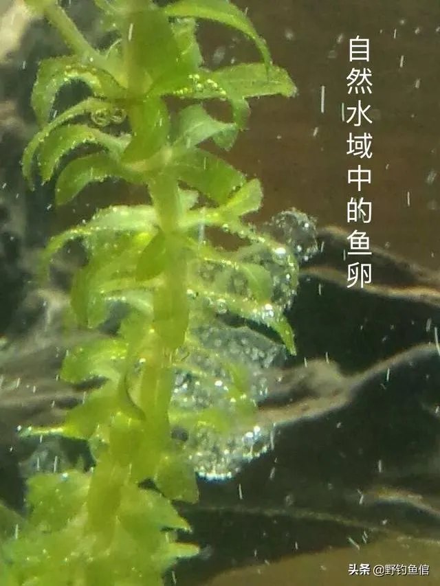 鱼塘随便放三四条小鲫鱼能繁殖越来越多吗？