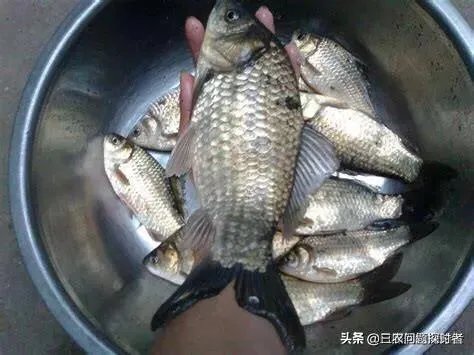 鱼塘随便放三四条小鲫鱼能繁殖越来越多吗？